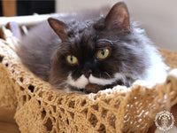 Hamac pour chat taupe - Origine Nicaragua