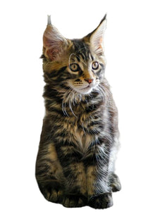 Chaton de Maine Coon de la boutique du Maine Coon