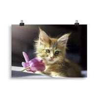 Affiche Chaton Maine Coon avec une fleur - Tableau