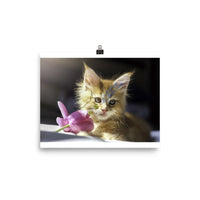 Poster papier photo Chaton Maine Coon avec une fleur - Tableau | La boutique du Maine Coon