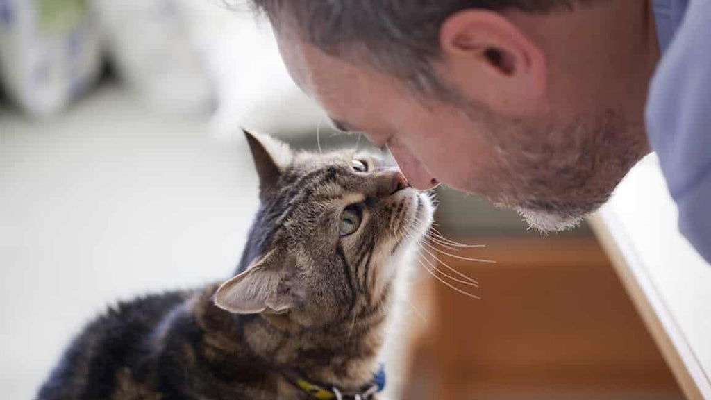 Votre chat vous aime, selon une étude de l'État de l'Oregon