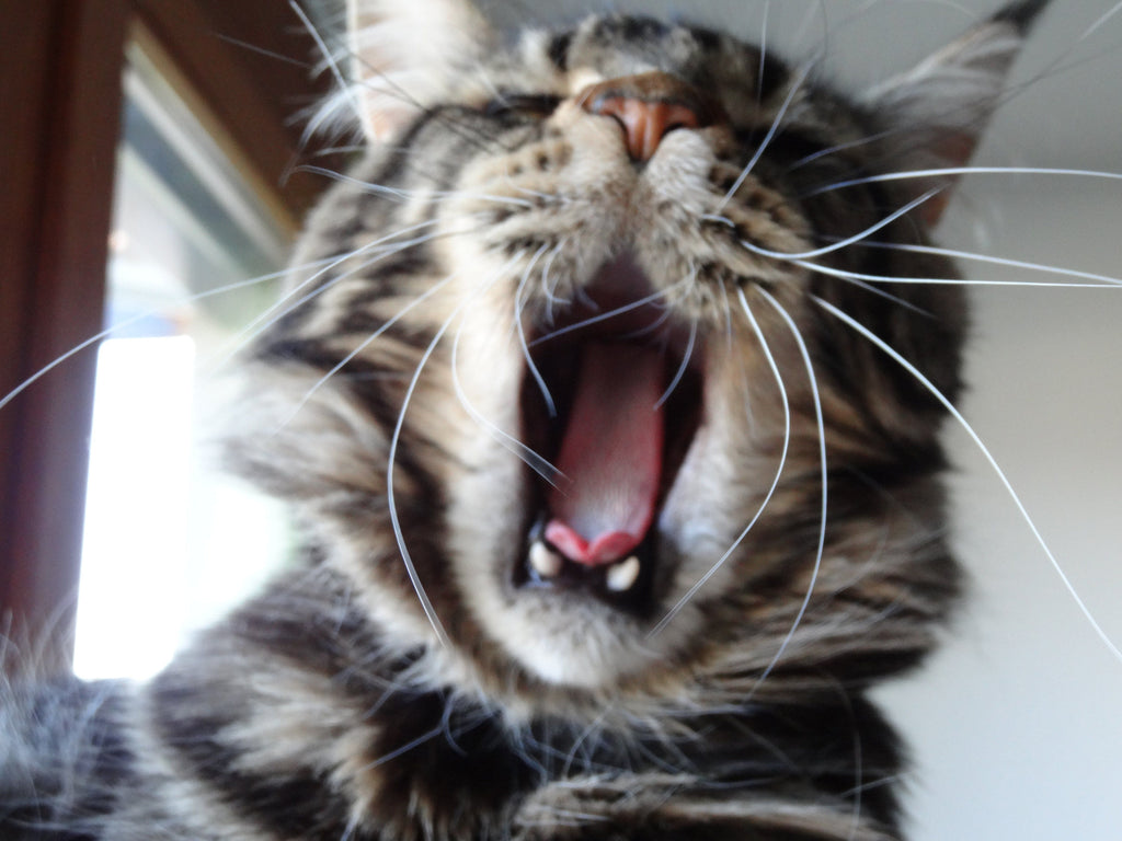 Chat de race ou type ?