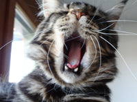 Chat de race ou type ? - La boutique du Maine Coon