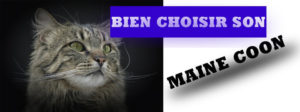 COMMENT CHOISIR UN CHAT MAINE COON