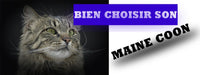 COMMENT CHOISIR UN CHAT MAINE COON - La boutique du Maine Coon