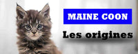 L'origine du Maine Coon - La boutique du Maine Coon