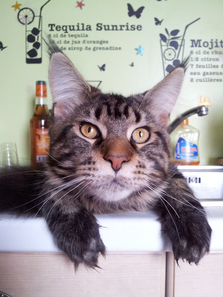 Mojito, notre Maine Coon