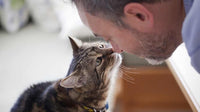 Votre chat vous aime, selon une étude de l'État de l'Oregon - La boutique du Maine Coon