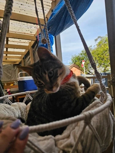 Hamac Douillet pour Chats