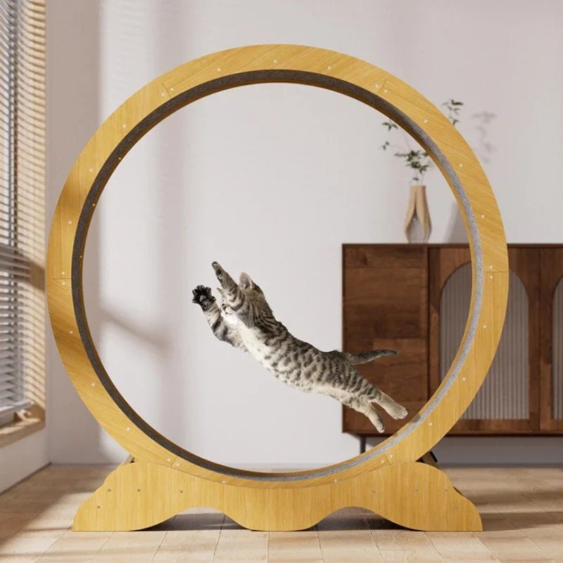 Tapis Roulant pour Chats Actifs - La boutique du Maine Coon