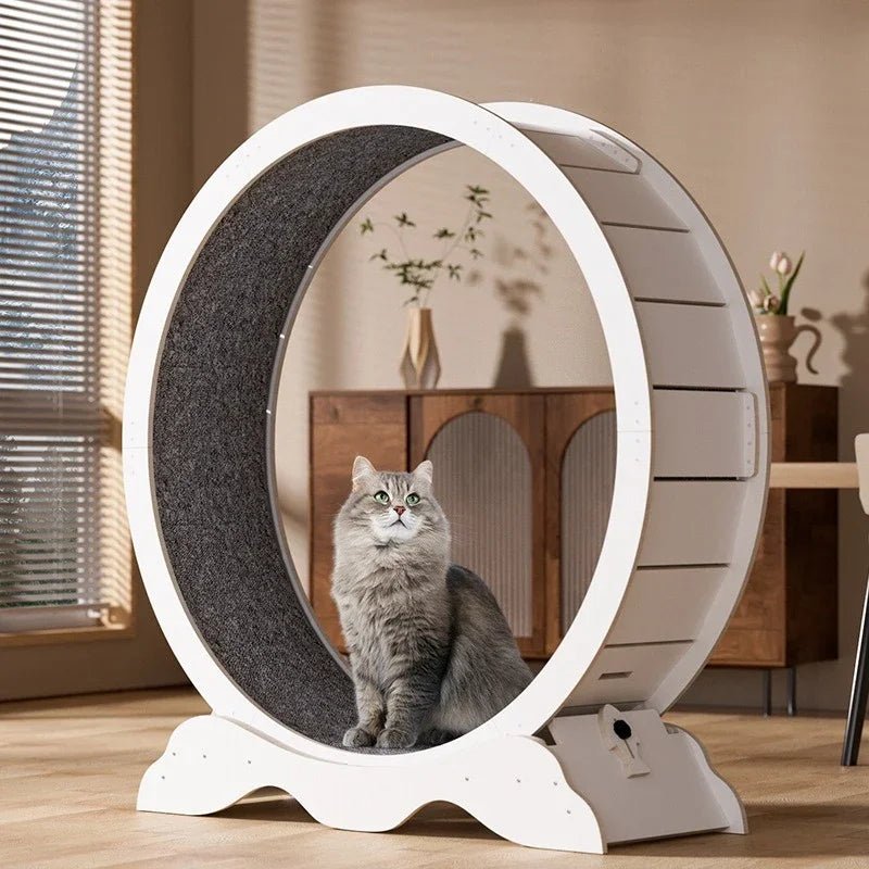 Tapis Roulant pour Chats Actifs - La boutique du Maine Coon