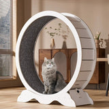 Tapis Roulant pour Chats Actifs - La boutique du Maine Coon
