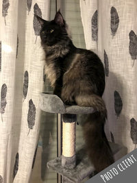 Arbre à chats Maine Coon 145 cm - Modèle: Pintada - Arbre à 