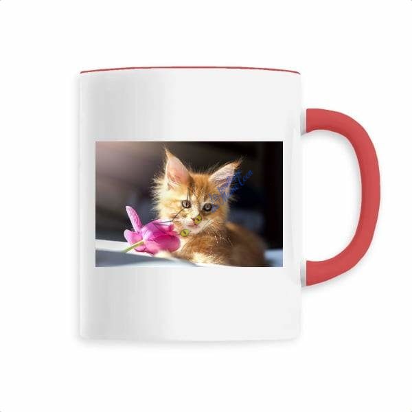 Chaton dans une tasse -  France