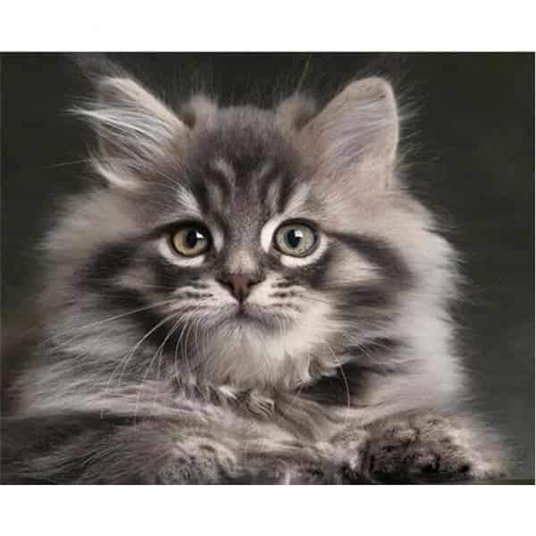 Tableau peindre chaton Maine Coon La boutique du Maine Coon